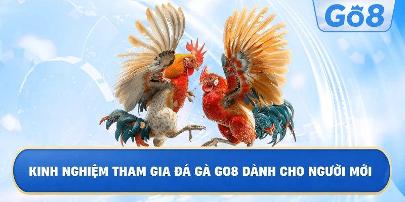 Kinh Nghiệm Tham Gia Đá Gà GO8 Dành Cho Người Mới